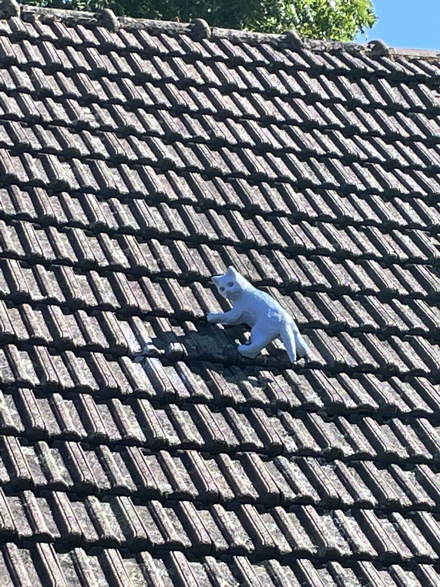 Le chat bleu...
