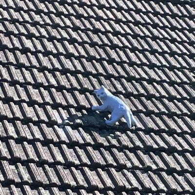 Le chat bleu...